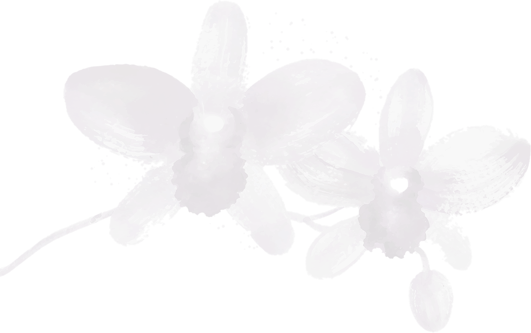 Purple watercolor orchids on black background.